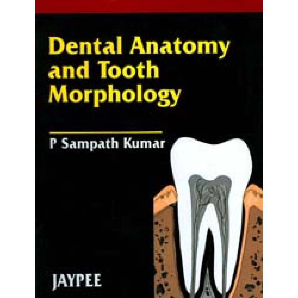Dental Anatomy And Tooth Morphology